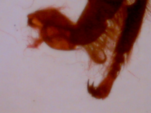 Фрагмент лапки пчелы