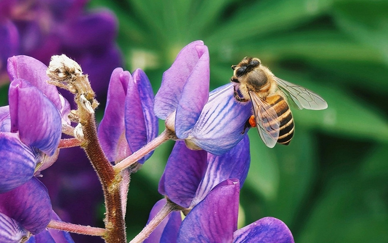 Snapdragon 8 Elite Gen 5, аккумулятор 7150 мА·ч, 120 Вт, 200 Мп, перископический модуль. Honor показала, как снимает Magic V6