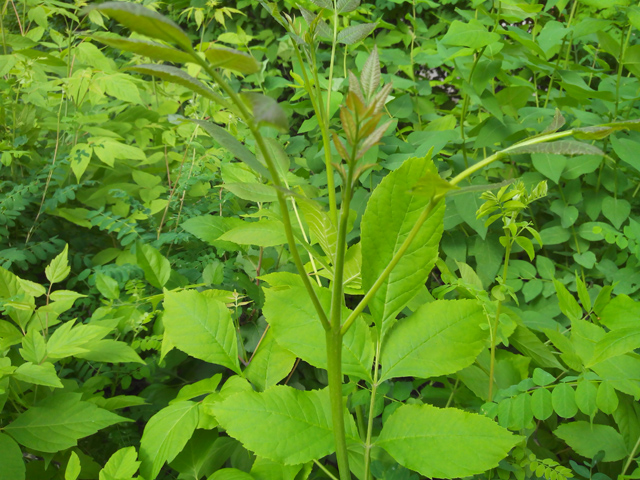 Обзор Fly IQ451. Демонстрационный снимок