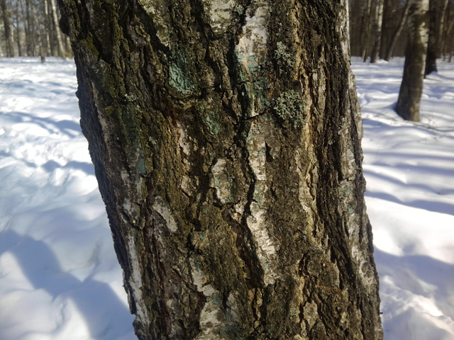 Обзор Highscreen Explosion. Демонстрационный снимок