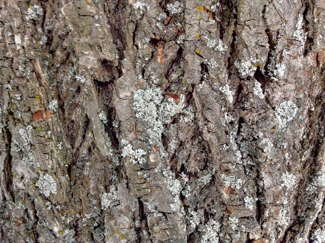 Обзор Huawei Ascend D1 Quad XL. Демонстрационный снимок