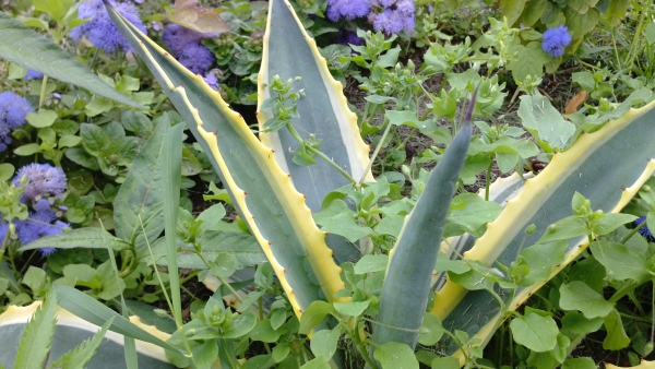 Обзор коммуникатора Huawei Ascend P1