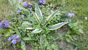 примеры снимков Huawei Ascend P1 