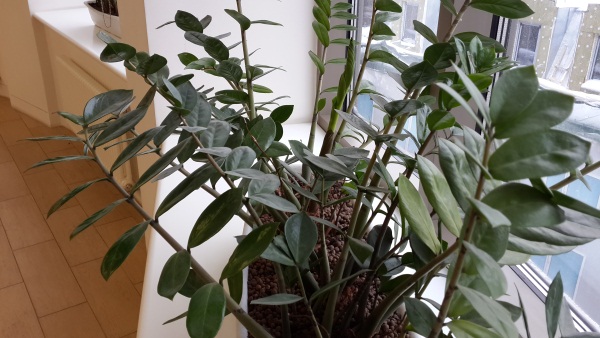 обзор смартфона Samsung Galaxy S4