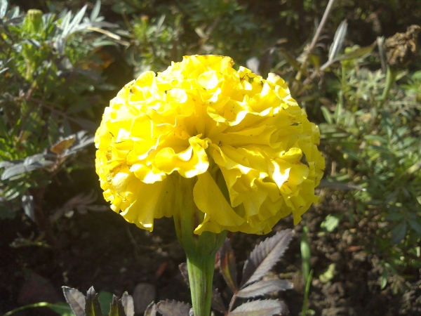 Обзор коммуникатора Sony Xperia sola