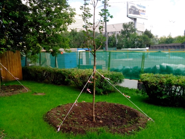 примеры снимков Zopo ZP100