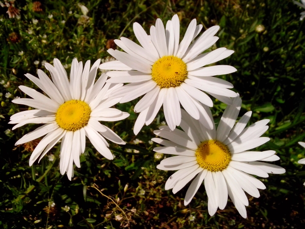 примеры снимков Zopo ZP100