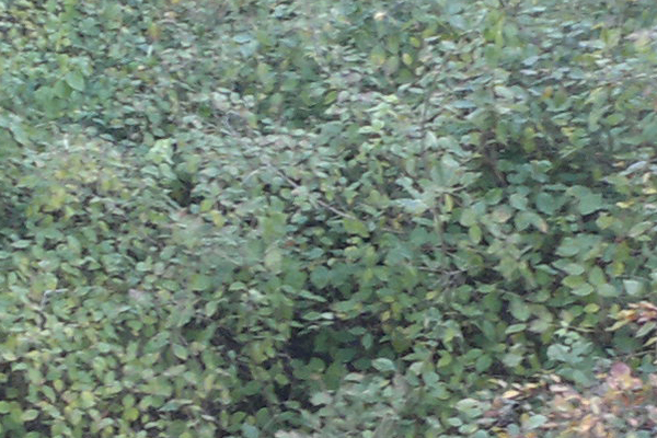 снимок на фотокамеру смартфона Nokia N8