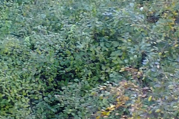 снимок на фотокамеру смартфона Nokia N9