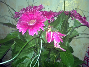 Фото, сделанное тыловой камерой планшета Acer Iconia Tab A500